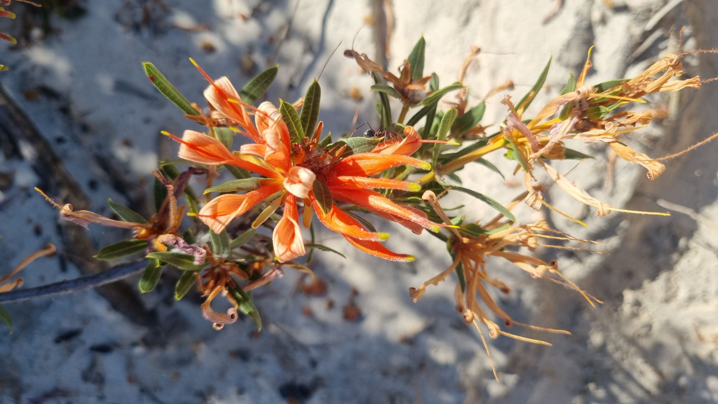 multiflora
